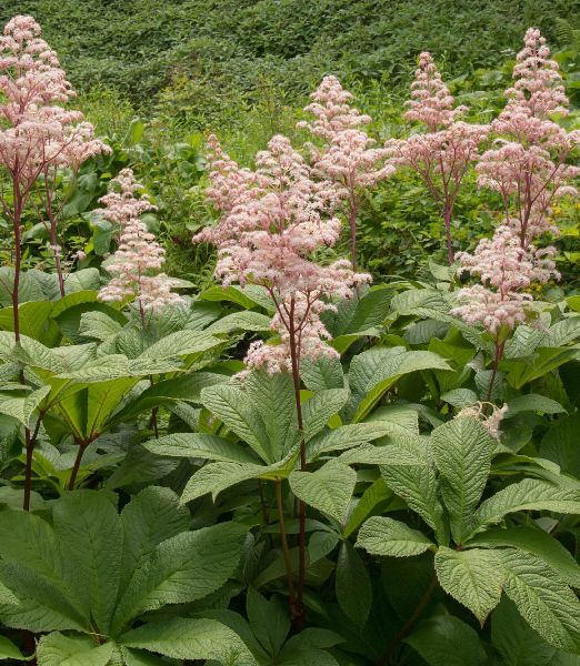 Rodgersia pinnata